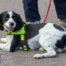 Sniffer Dogs - where are they useful?