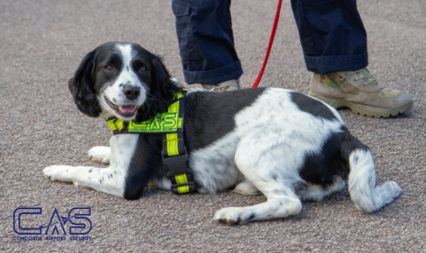 Sniffer dog teams: Where are they most useful?